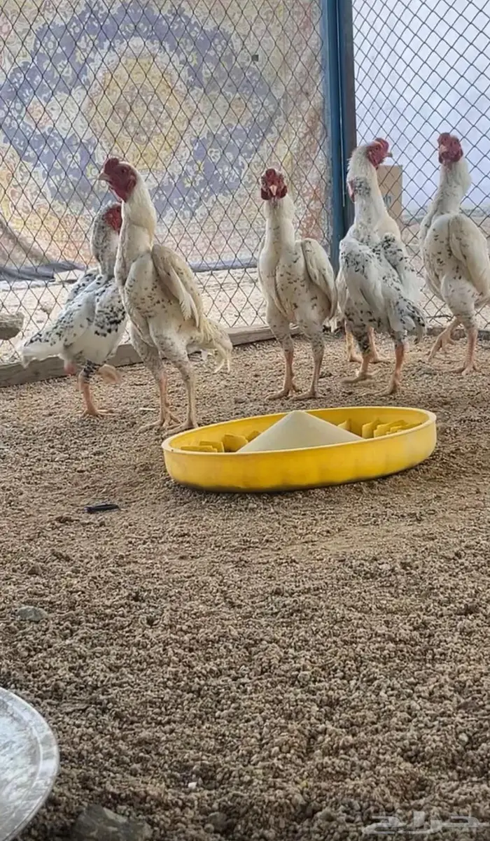 ديوك كوشامو فواخر 1