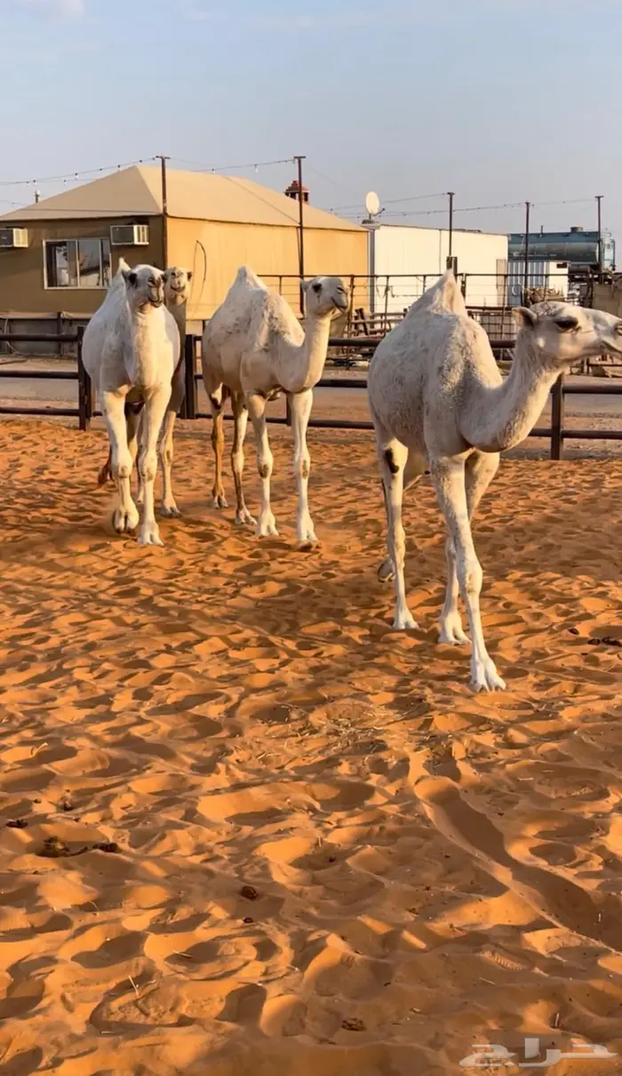 3 لقايا وحقه سلاله الهدب 6