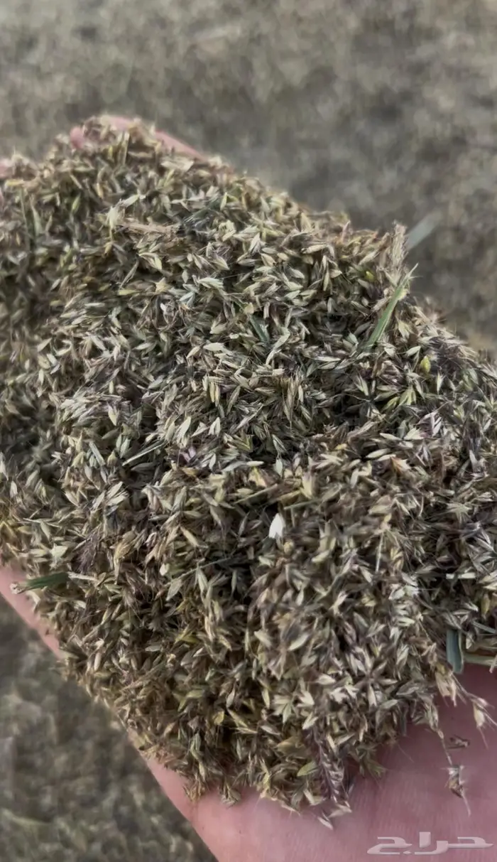 بذر رودس وطني جديد 2