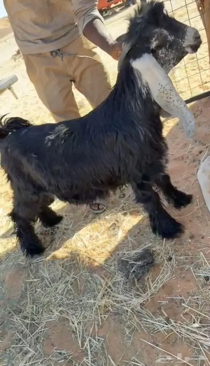 جذعتين وتيس كفو صنف معرفه تعاريف قويه 4