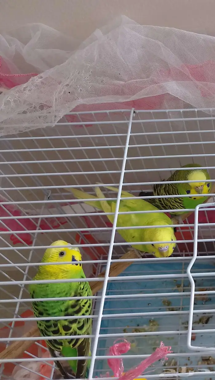 طيور للبيع 1