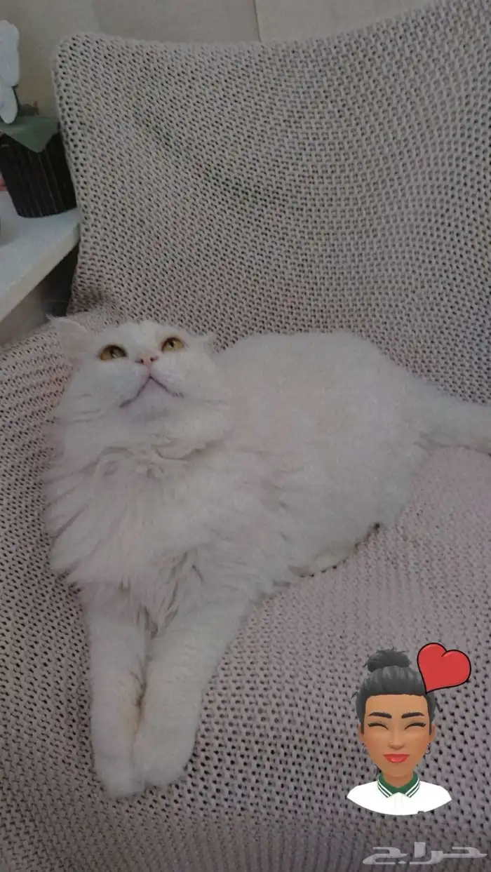 قطه لتبني 1