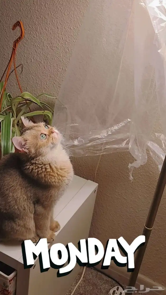 اول صورتين للام سكوتش والاب هجين سكوتش والباقي عيالهم 0