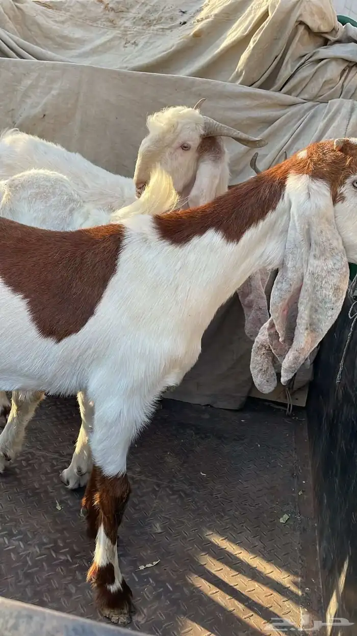 جفار للبيع 0