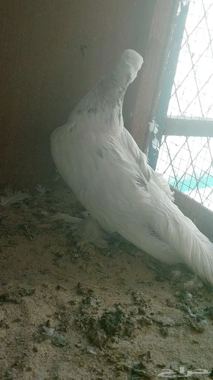 زوج صنعاني سلكي 5