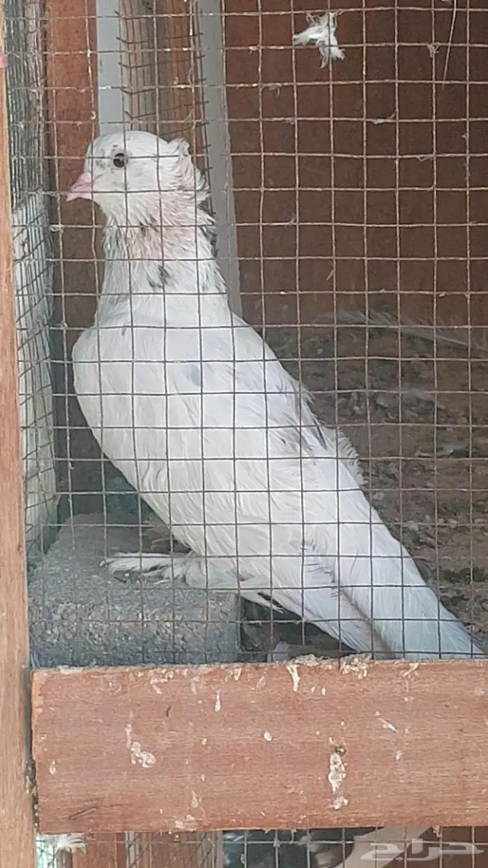 زوج صنعاني سلكي 2