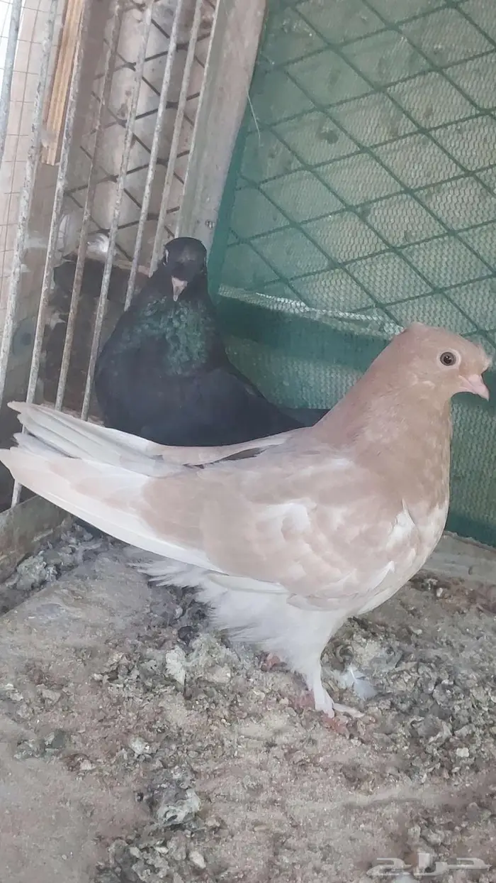 زوج صنعاني سلكي 8