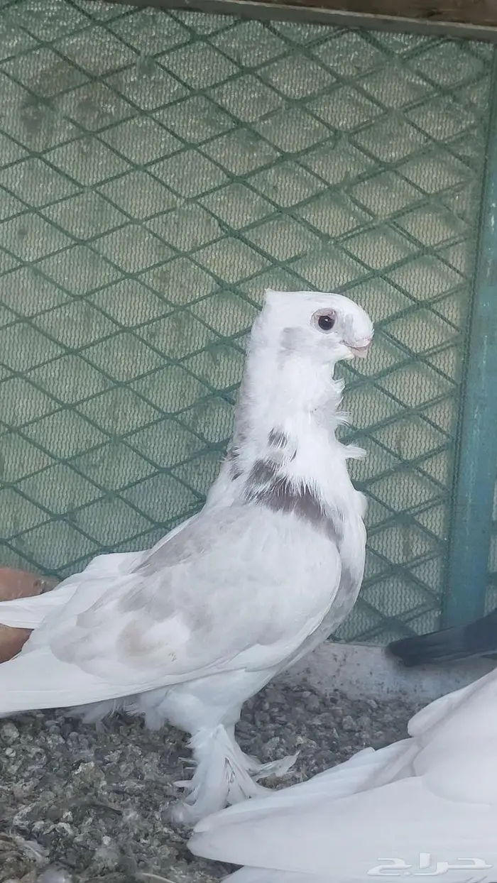 زوج صنعاني سلكي 17