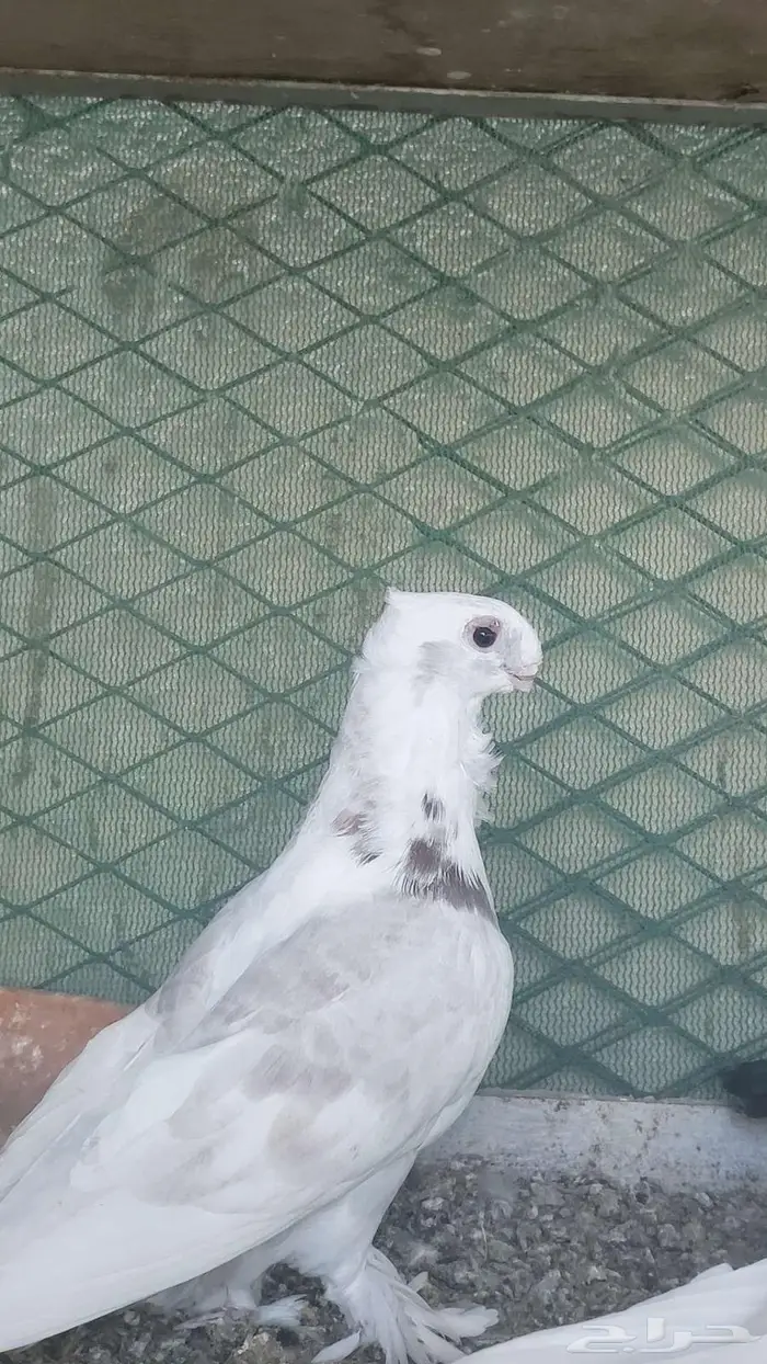 زوج صنعاني سلكي 18