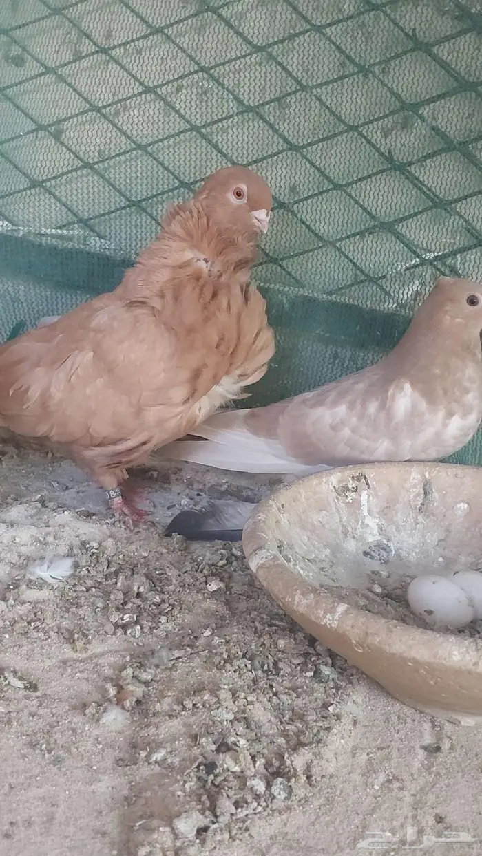 زوج صنعاني سلكي 10