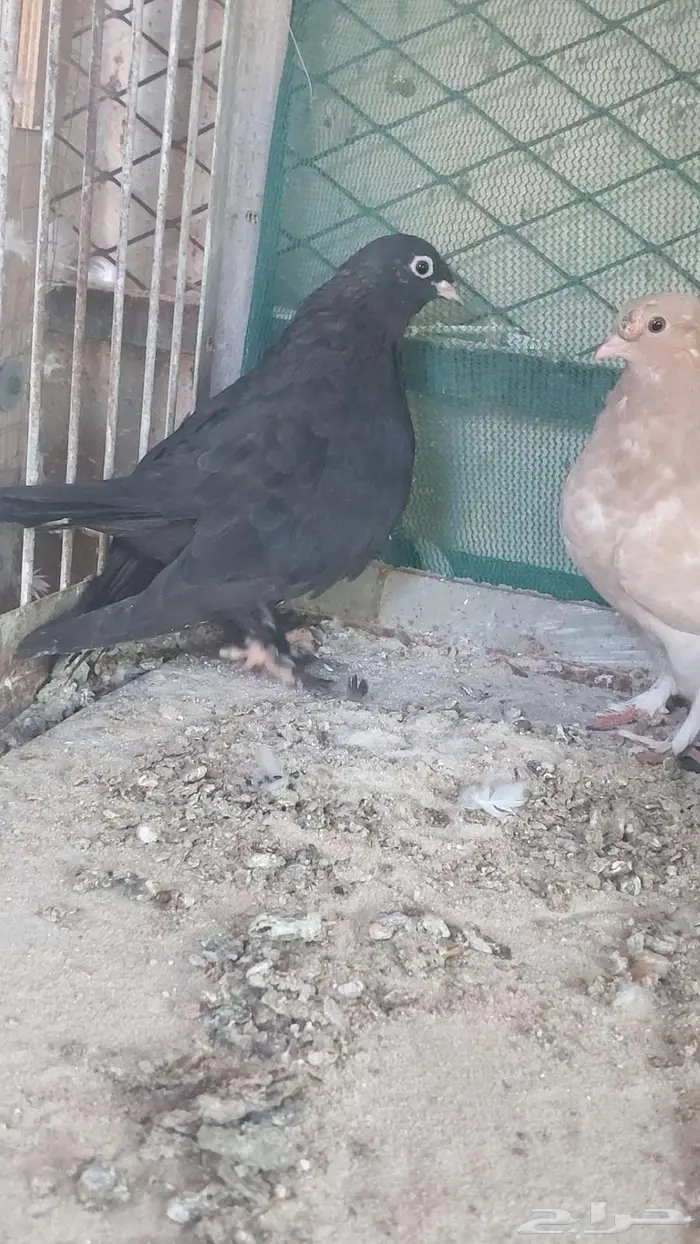 زوج صنعاني سلكي 11