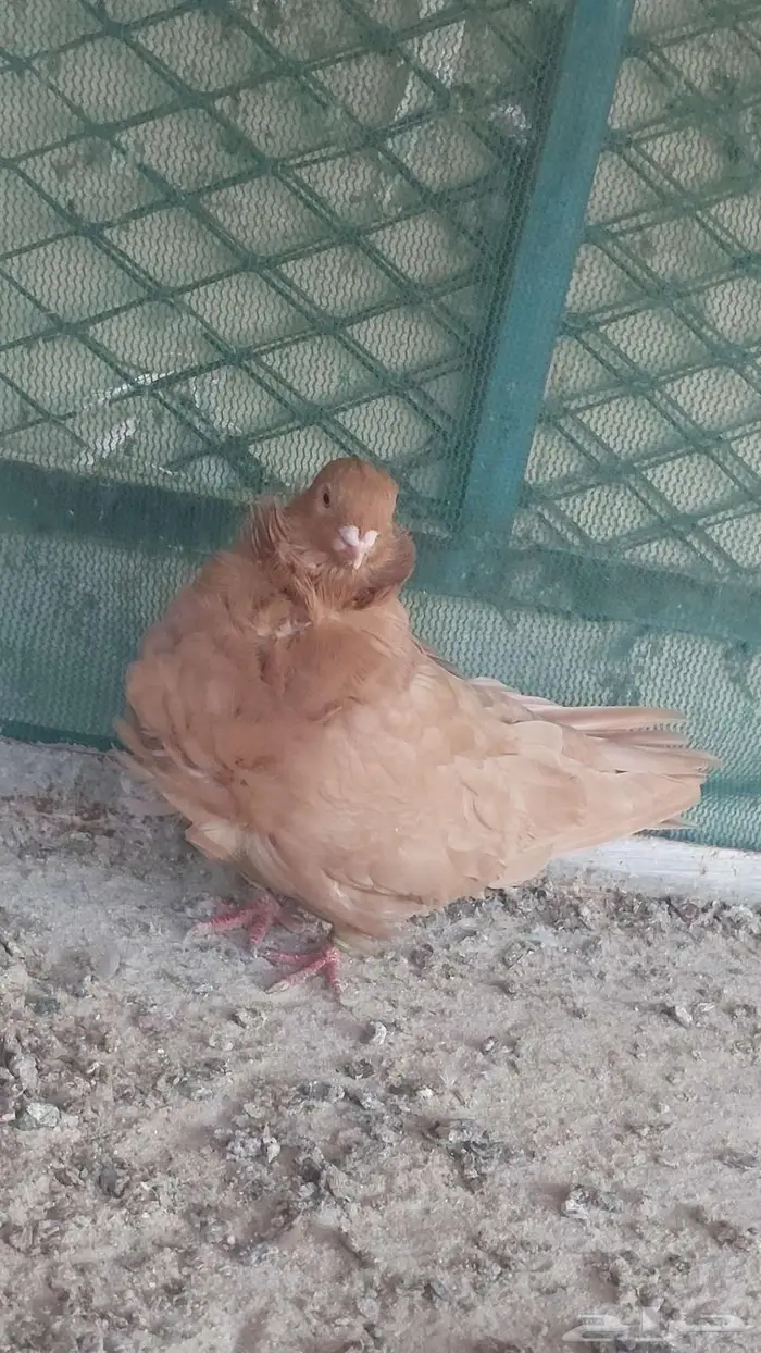 زوج صنعاني سلكي 14