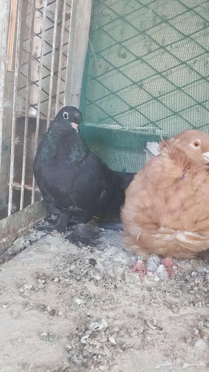 زوج صنعاني سلكي 12