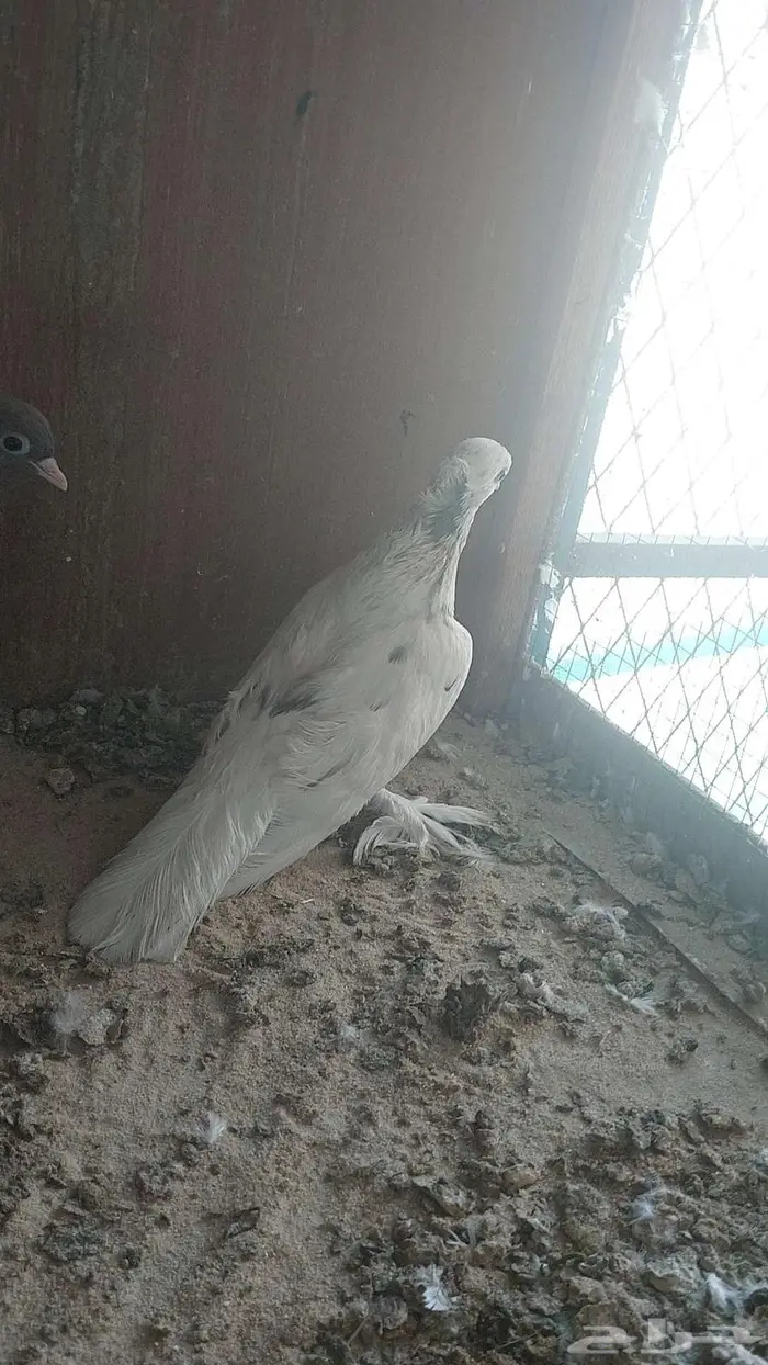 زوج صنعاني سلكي 1