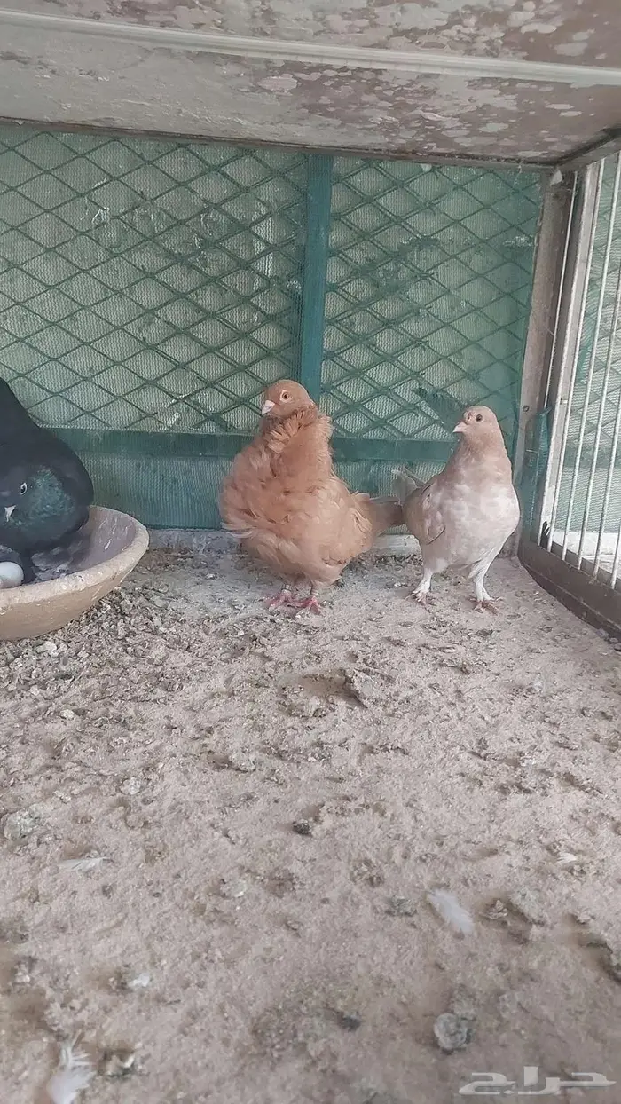 زوج صنعاني سلكي 15