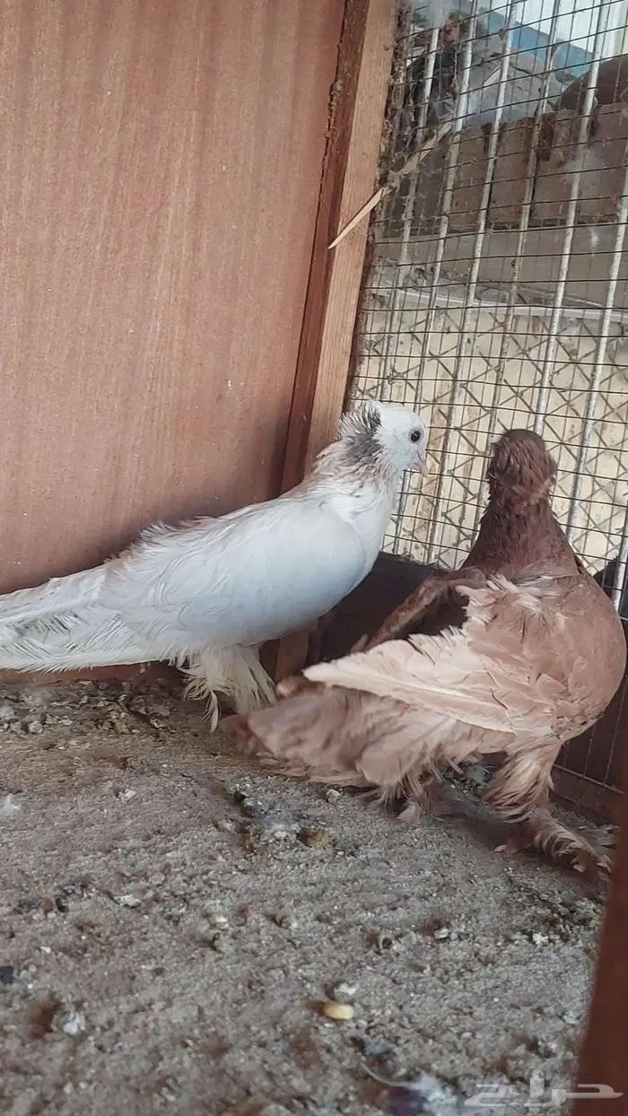 زوج صنعاني سلكي 7