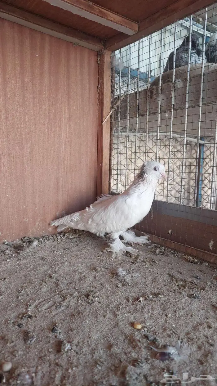 زوج صنعاني سلكي 0