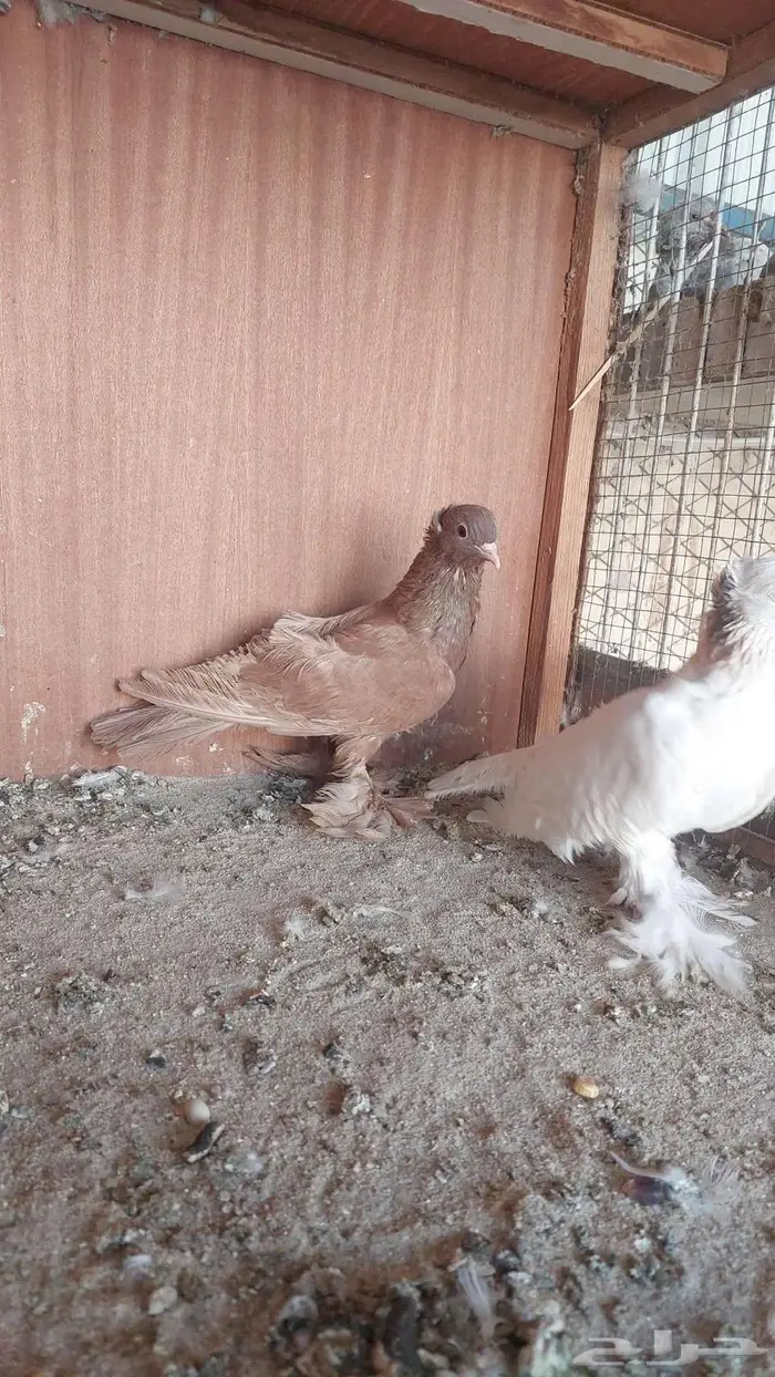 زوج صنعاني سلكي 9