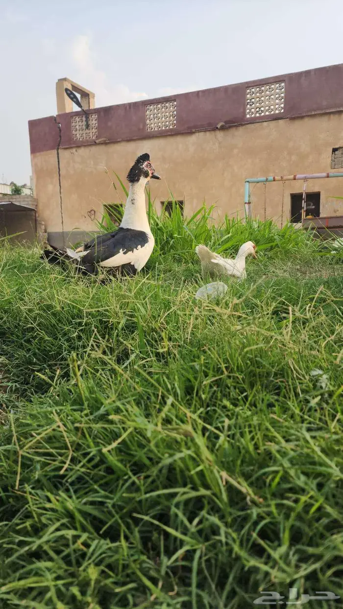 بط طقم مع إنتاجه 1