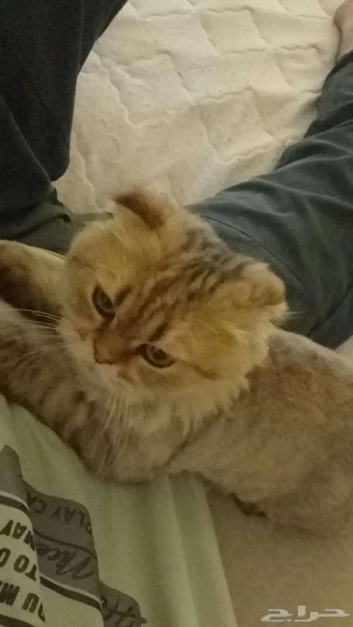 بس ذكر للبيع 2