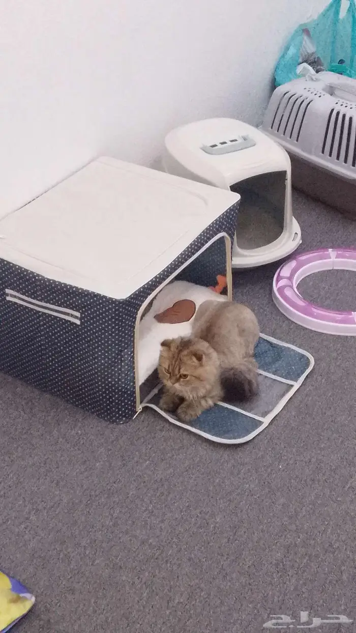 بس ذكر للبيع 0