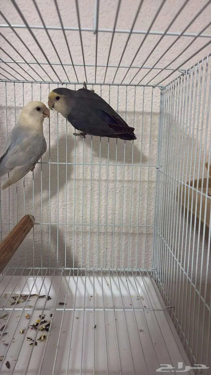 روز انثى بياضة 2