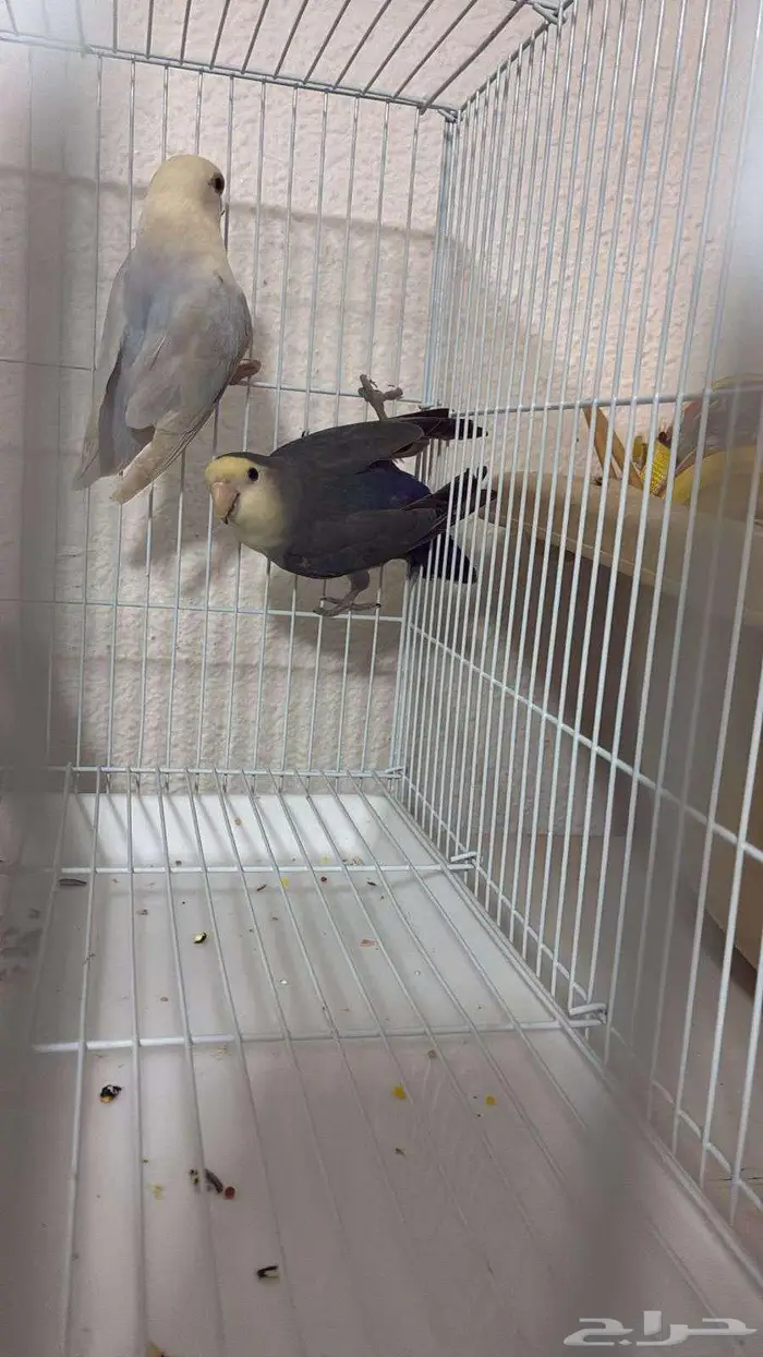 روز انثى بياضة 3