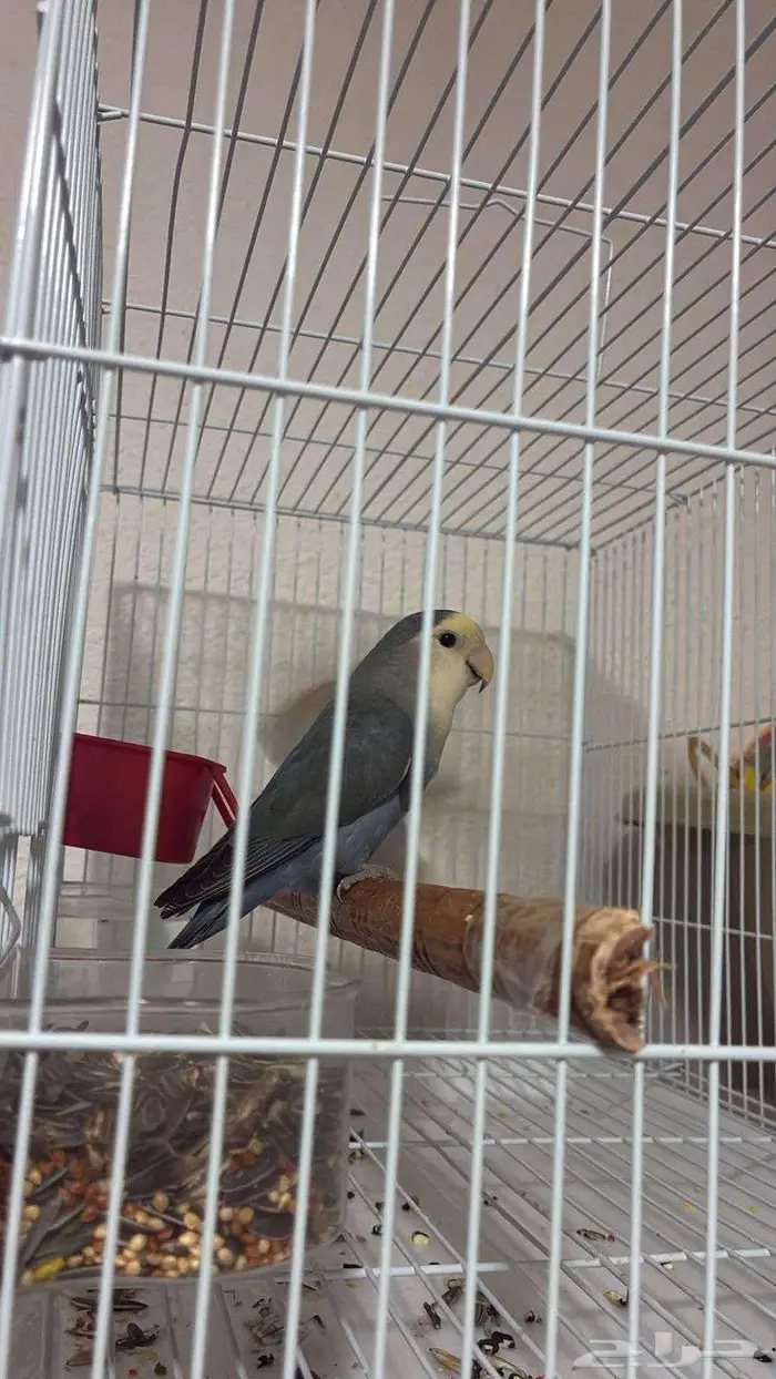 روز انثى بياضة 1