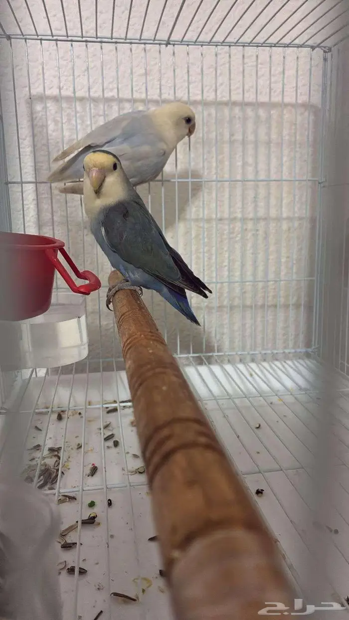 روز انثى بياضة 0