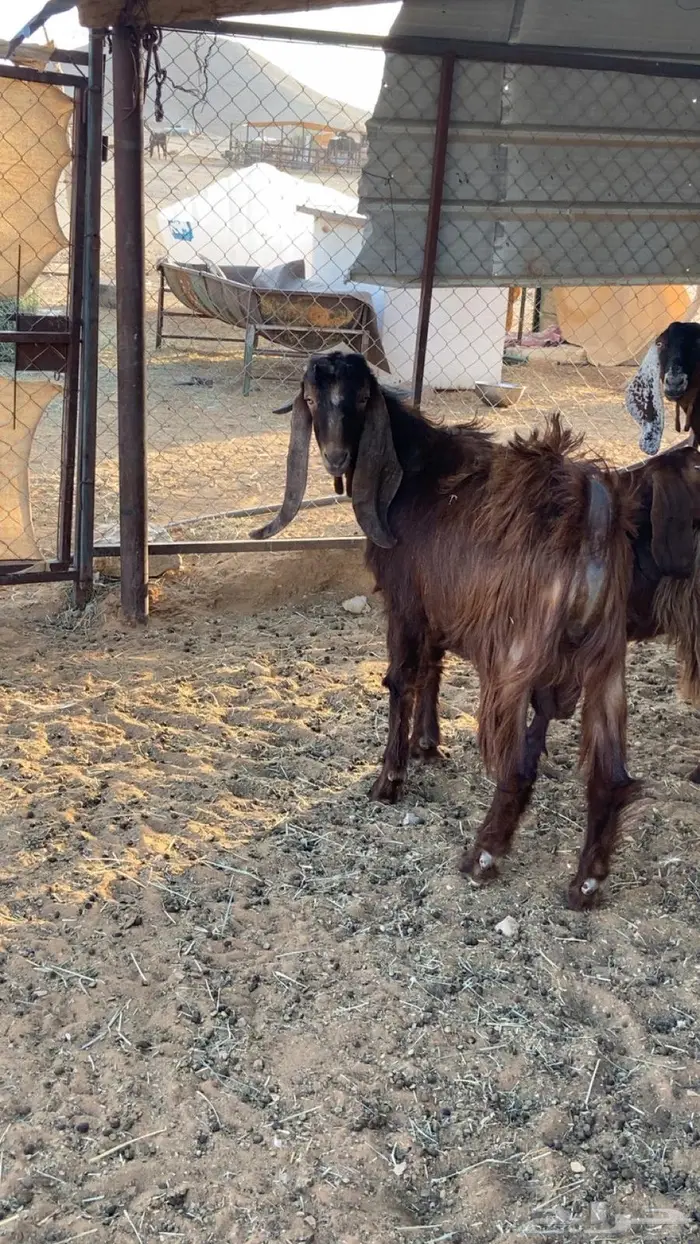 تيس قبرصي فحل جذع طيب 0