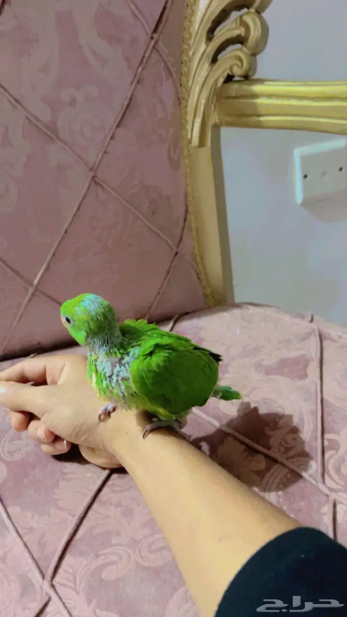 فرخ درة هندي 0