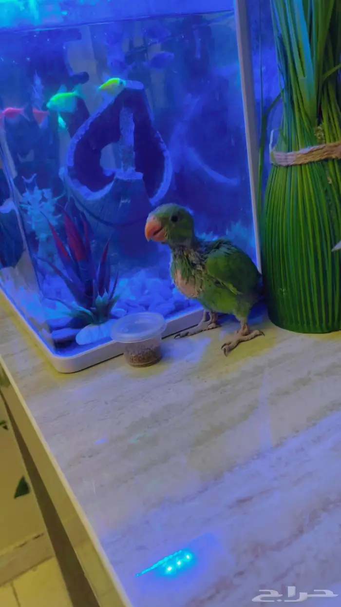 فرخ درة هندي 4