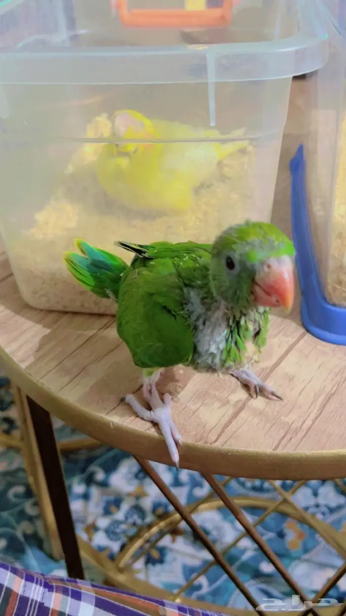 فرخ درة هندي 3