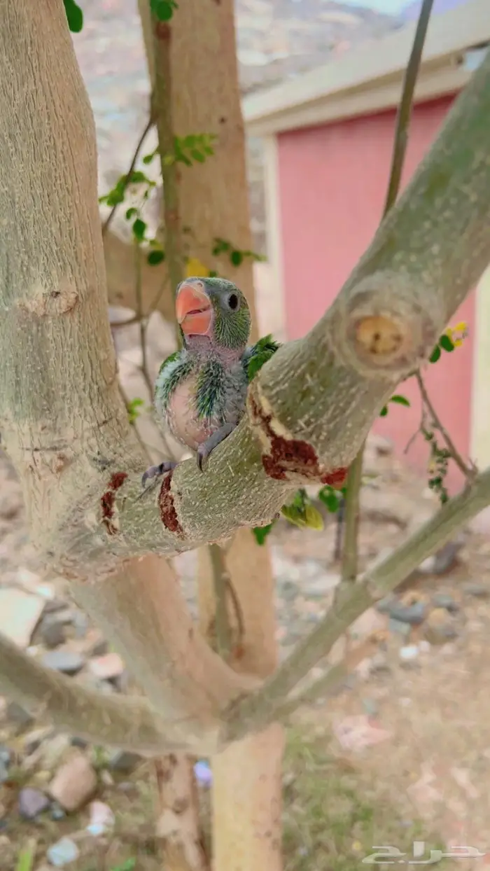 فرخ درة هندي 5