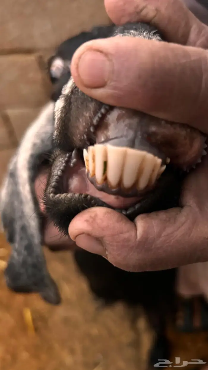 معزاء مقاني مضاريع 7