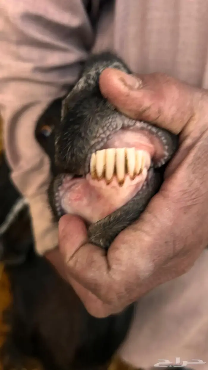 معزاء مقاني مضاريع 1