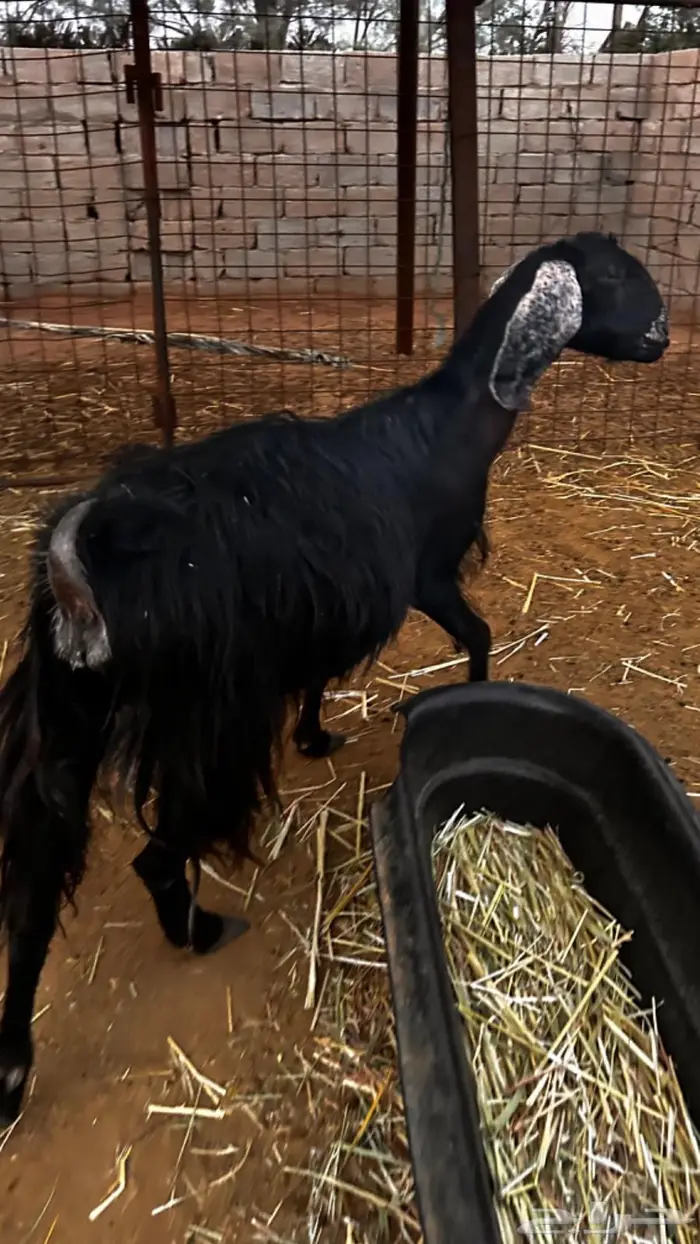 معزاء مقاني مضاريع 2