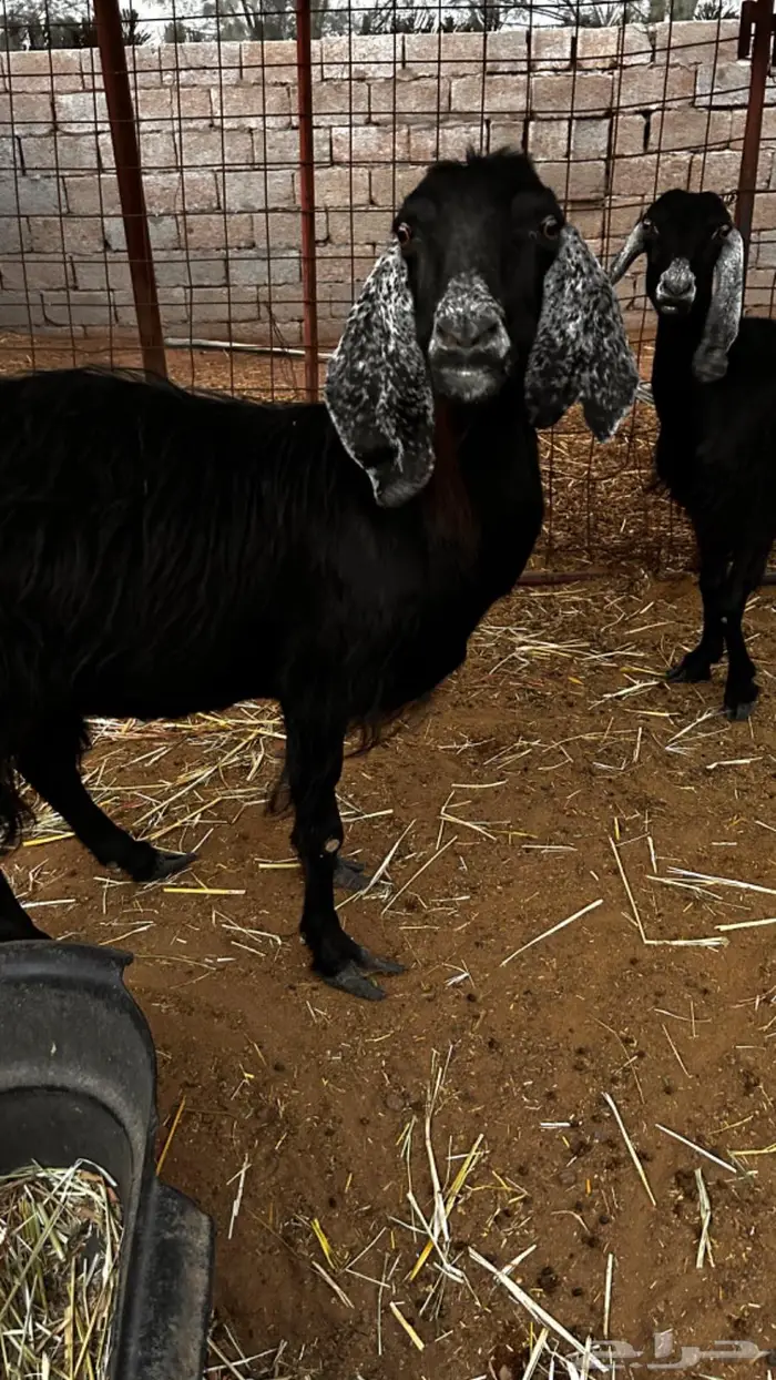 معزاء مقاني مضاريع 5