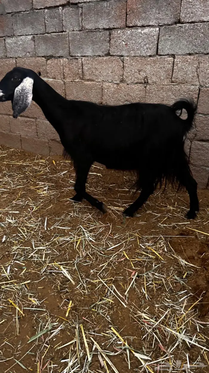 معزاء مقاني مضاريع 3