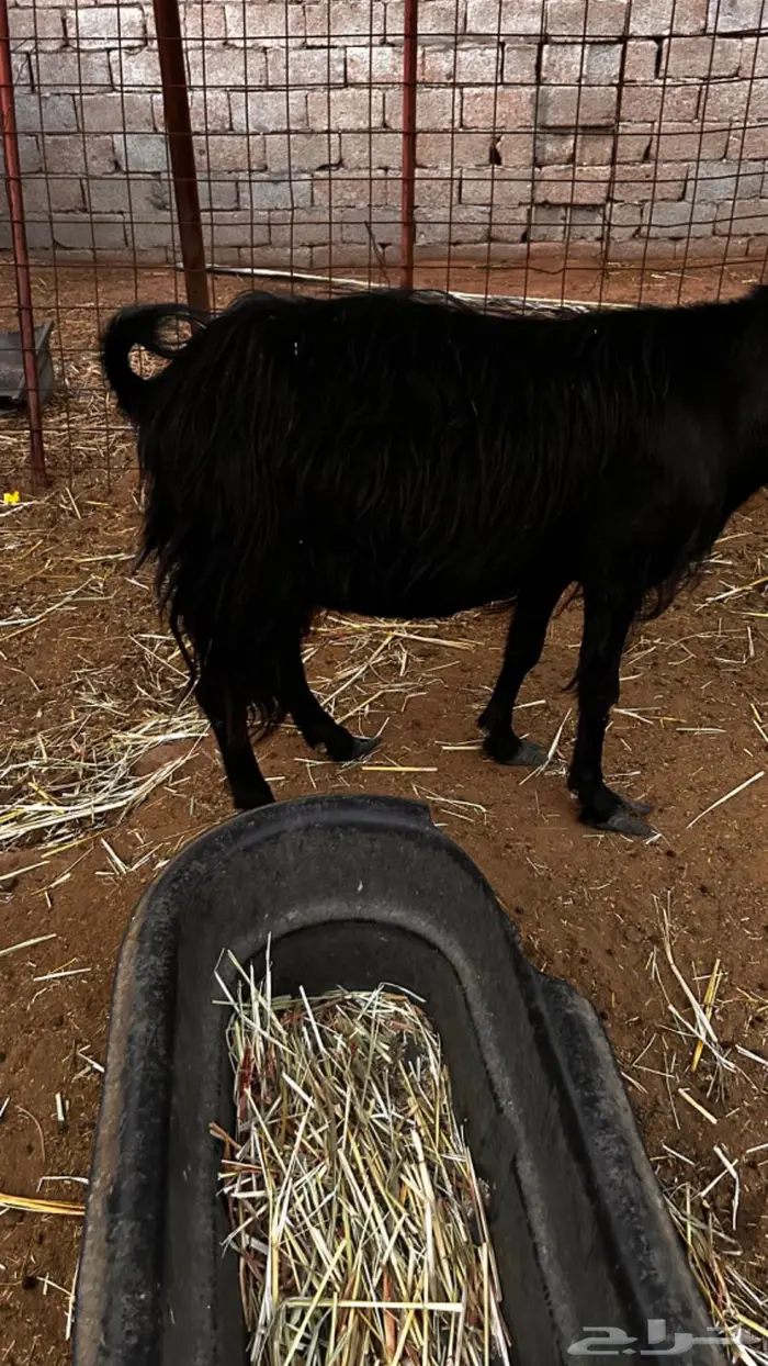 معزاء مقاني مضاريع 4