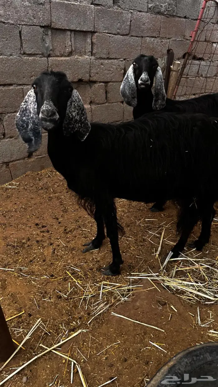 معزاء مقاني مضاريع 8