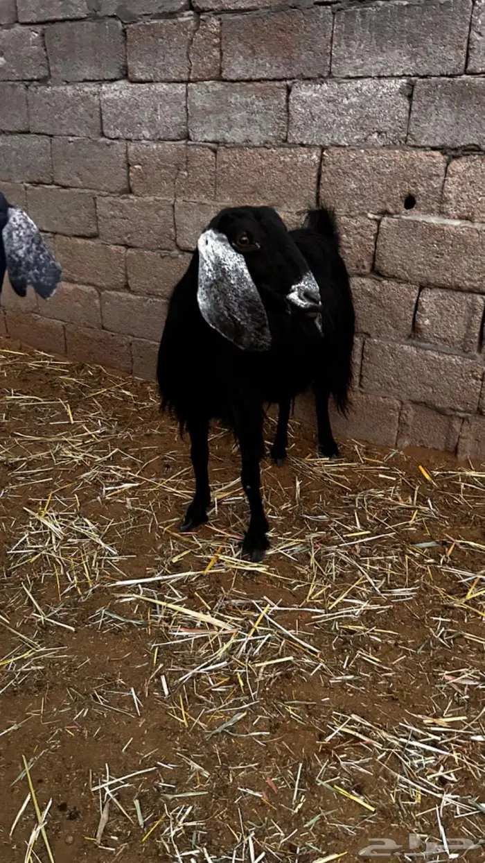 معزاء مقاني مضاريع 0