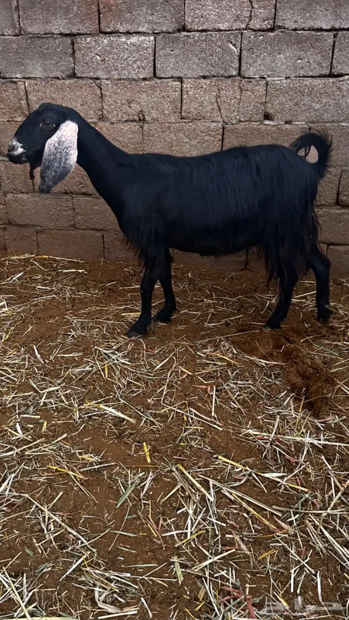 معزاء مقاني مضاريع 6