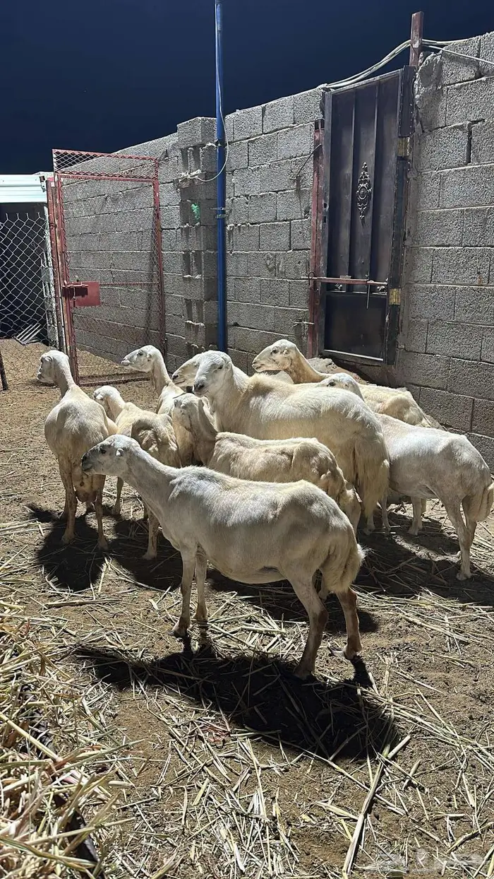 للبيع 8 ضان وفحل 0