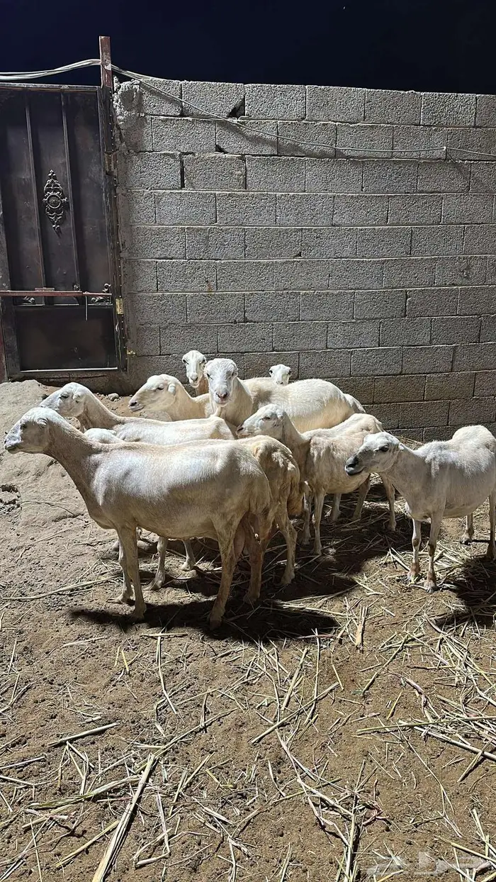 للبيع 8 ضان وفحل 1