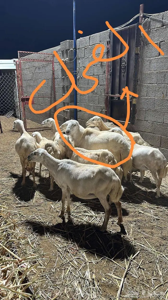 للبيع 8 ضان وفحل 2