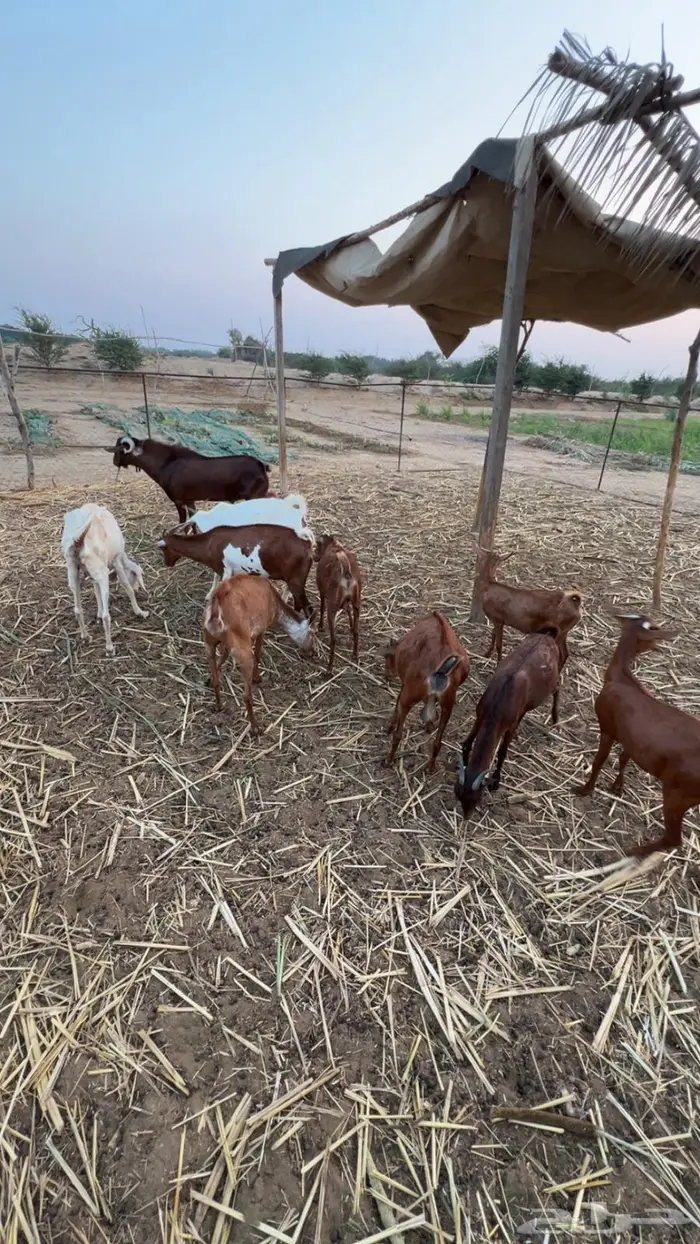 ماعز دهم مراح مراح واحد 0