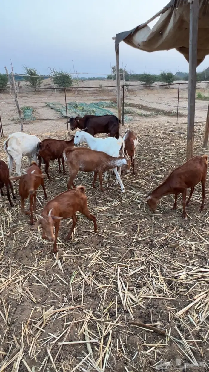 ماعز دهم مراح مراح واحد 1