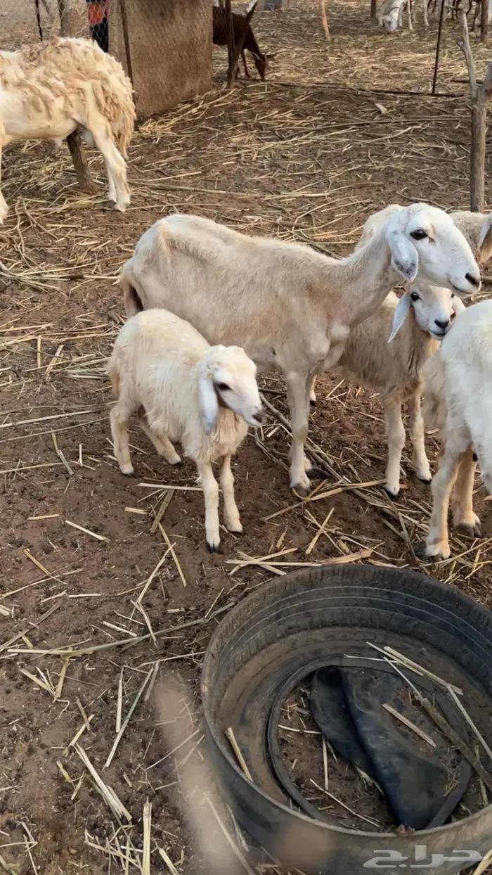 نعجه بعيالها 2 ذكر وأنثى 0