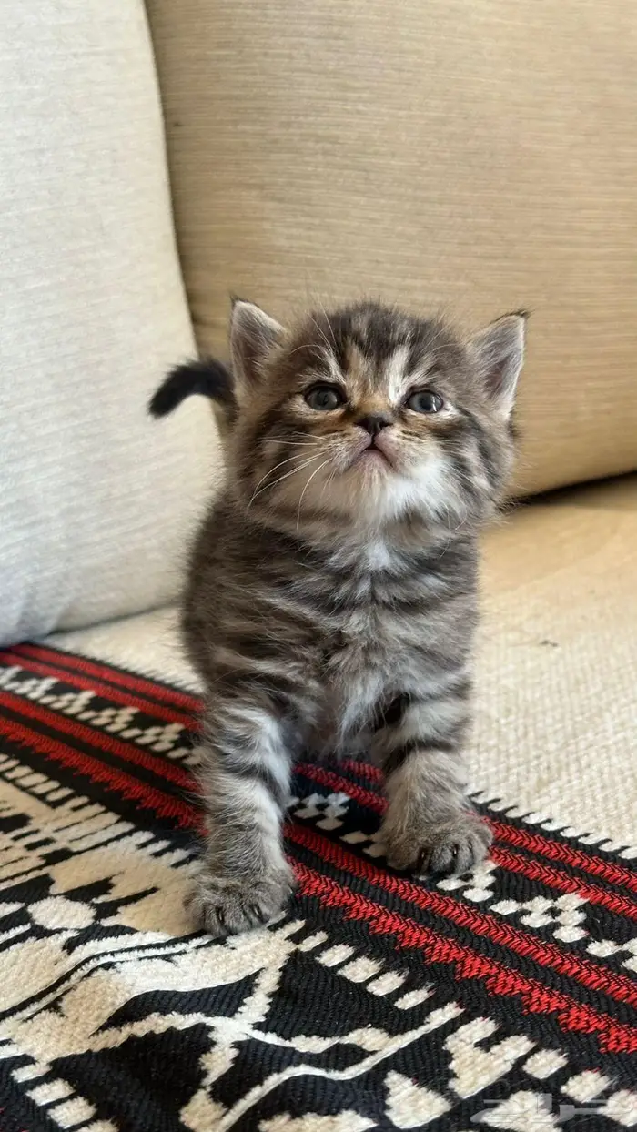 قطه سكوتش ستريت تايقر للبيع 1